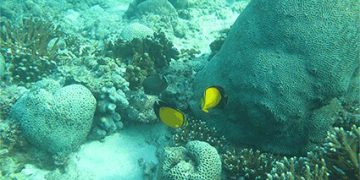 آبسنگ‌های مرجانی